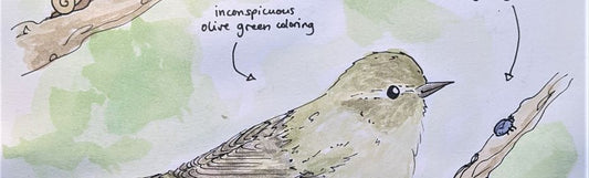 About Chiffchaffs