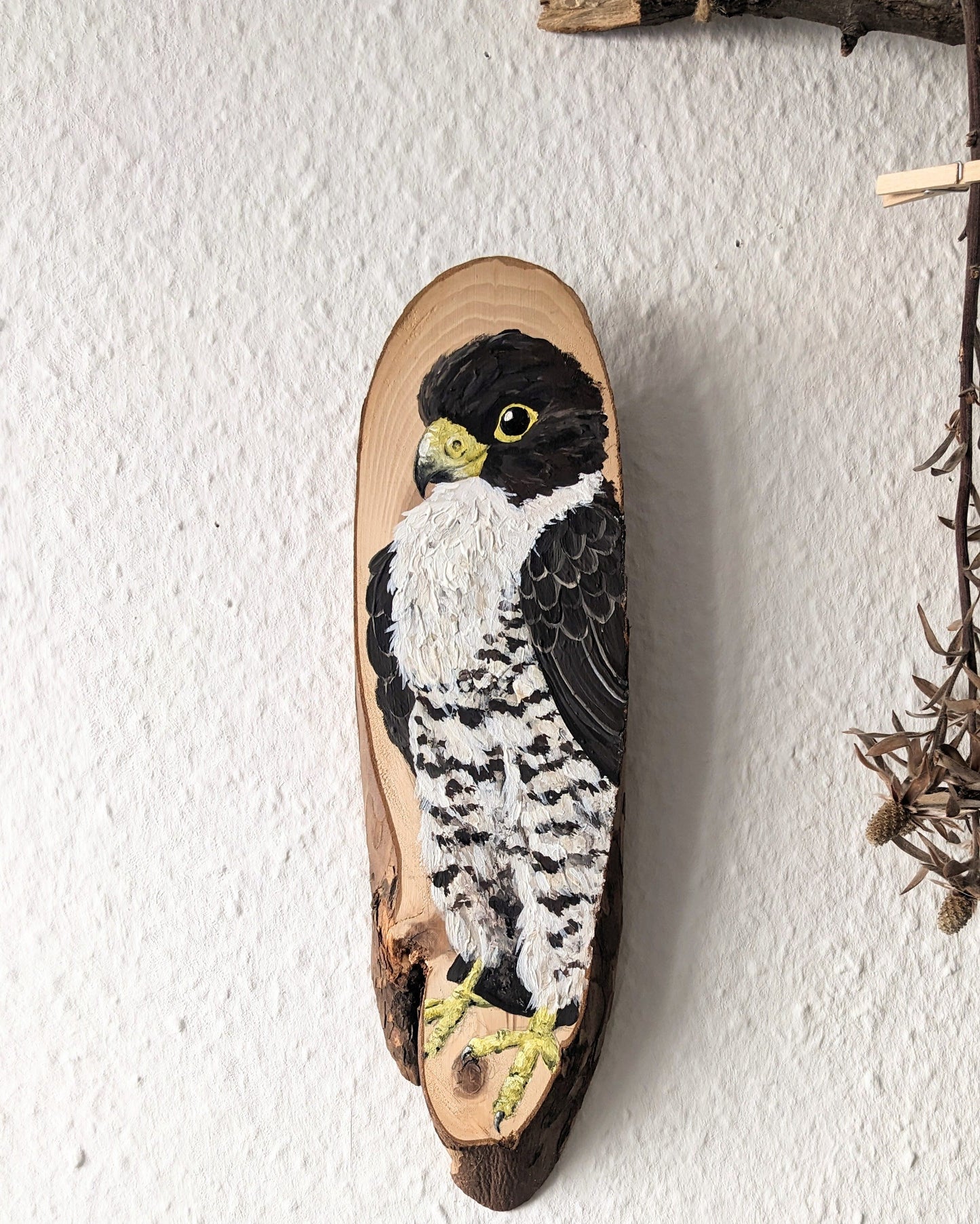 Peregrine Falcon