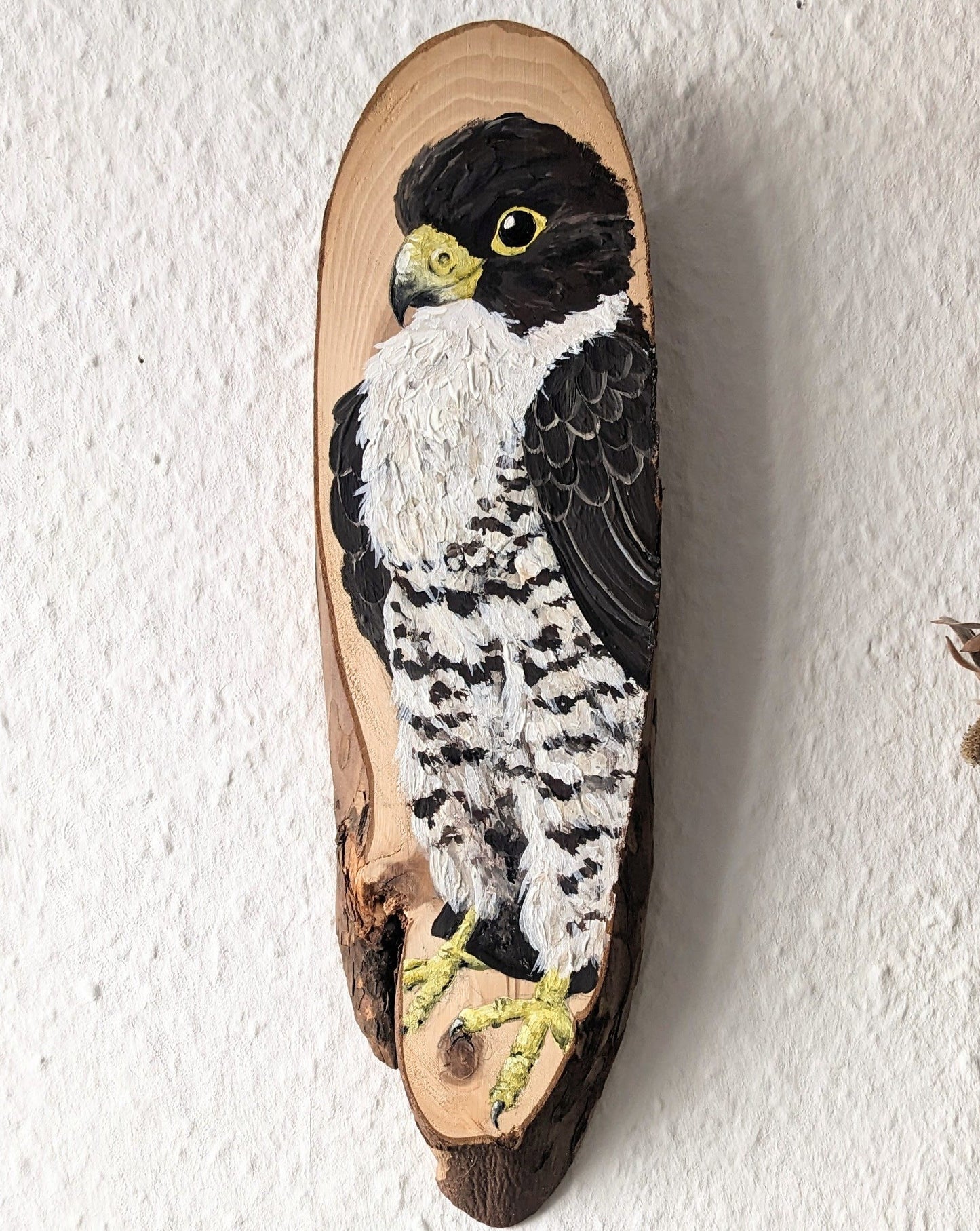 Peregrine Falcon
