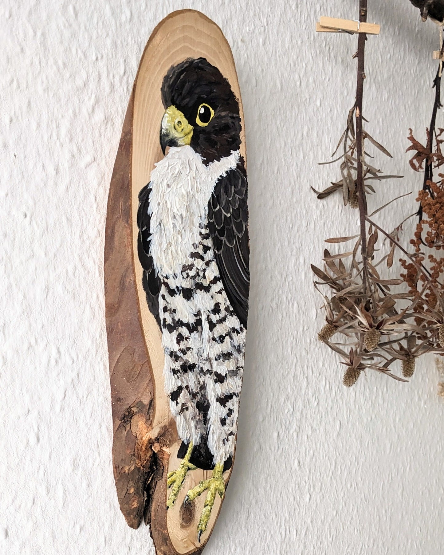 Peregrine Falcon