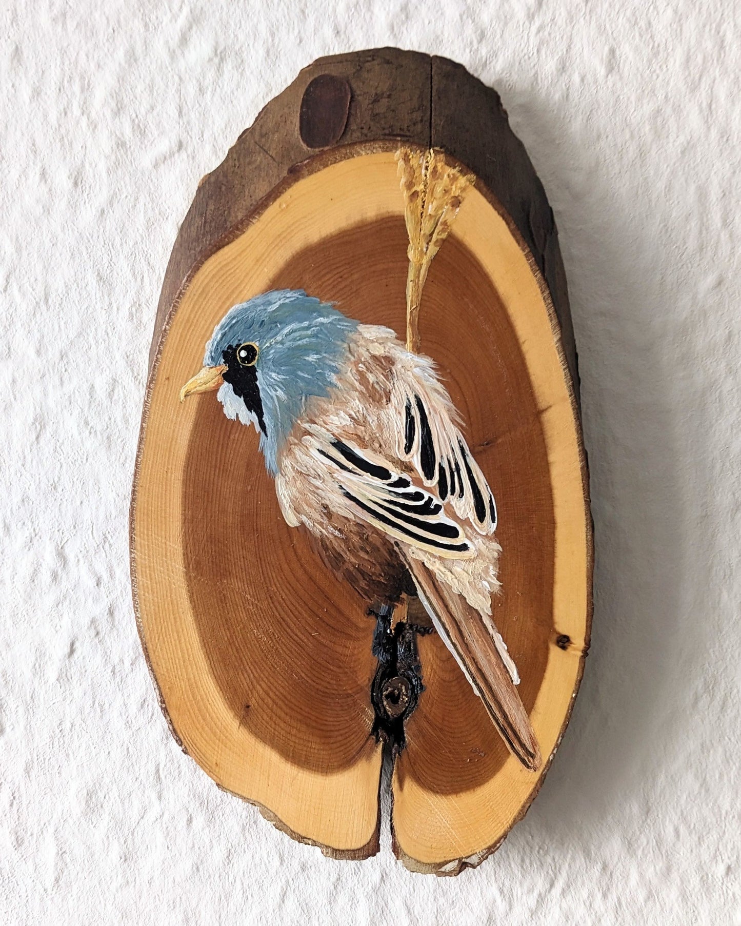 Bearded Reedling