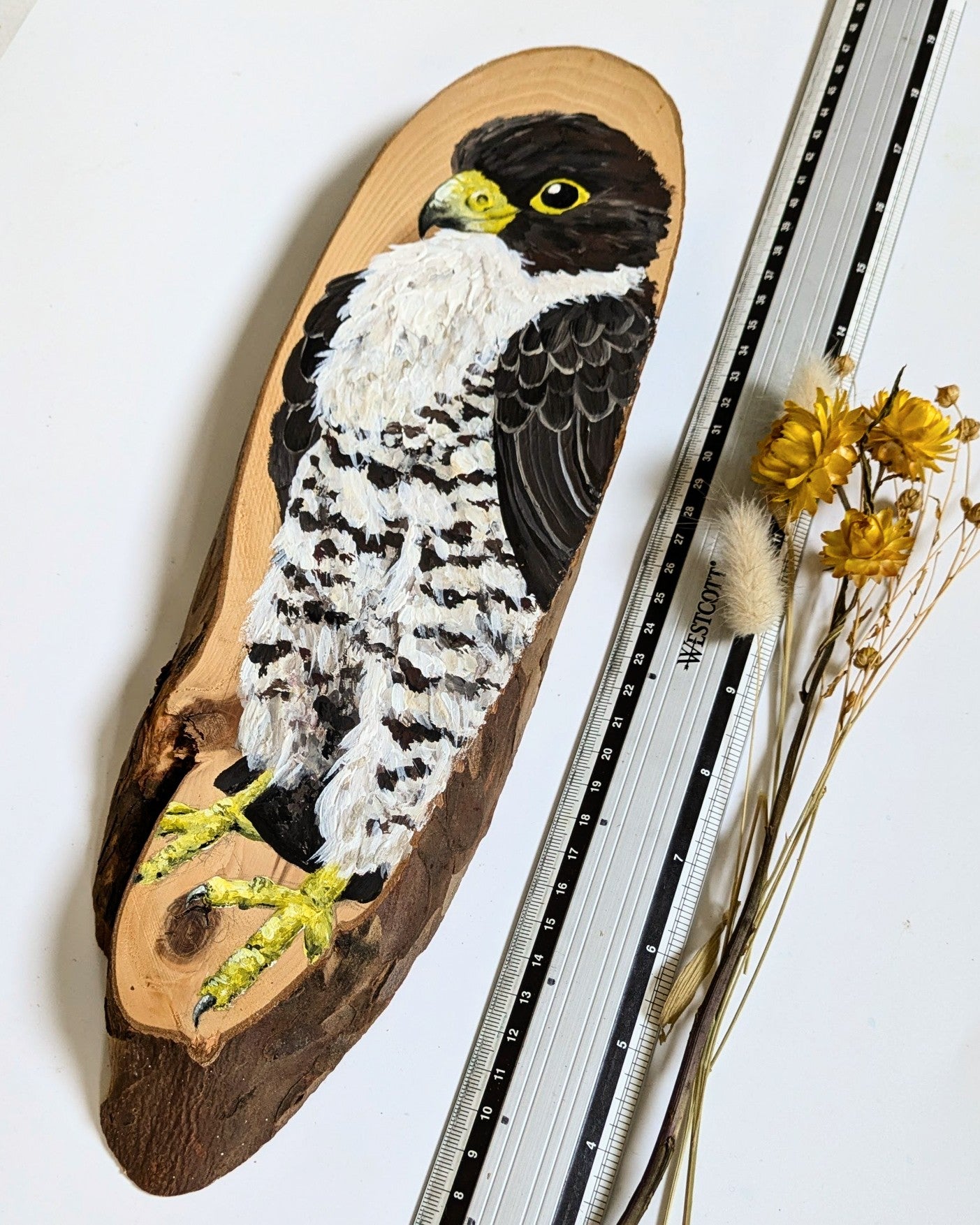 Peregrine Falcon