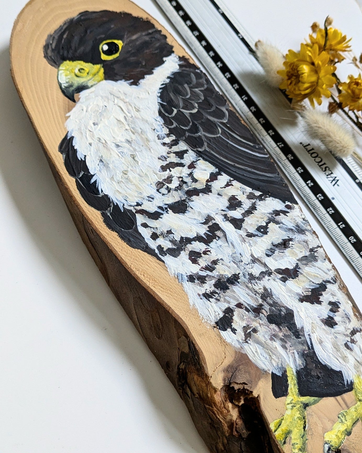 Peregrine Falcon