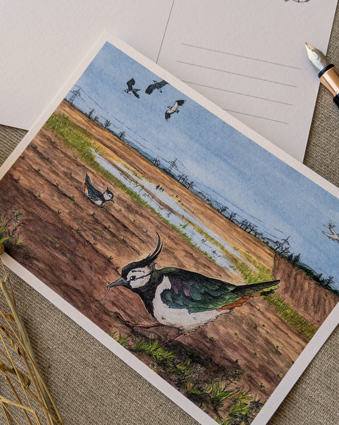 "Northern Lapwing" Postcard Print