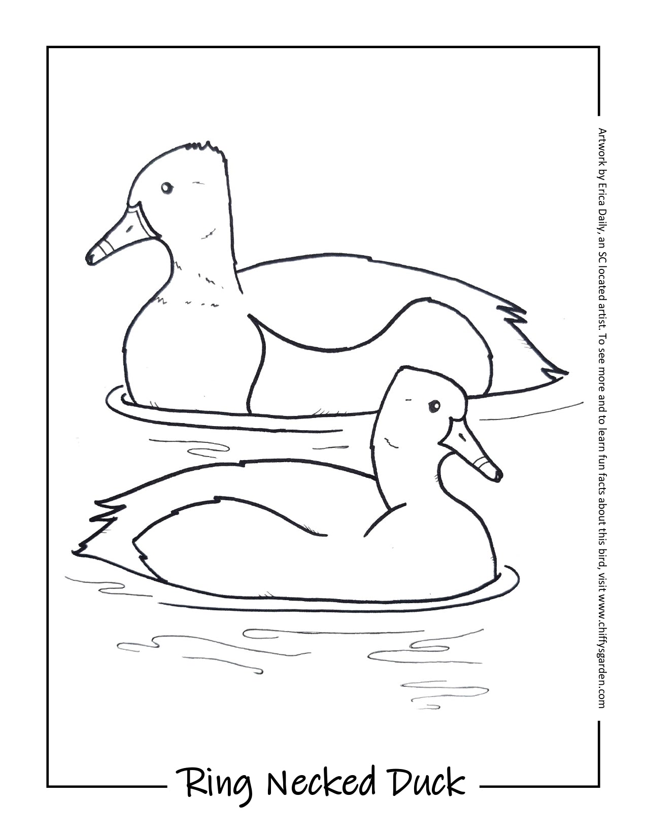 Ring Necked Duck - FREE Printable Coloring Page