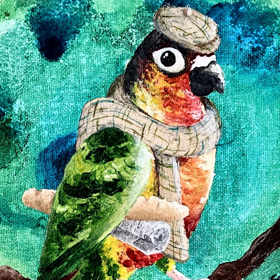 Classy Conure - 20cm