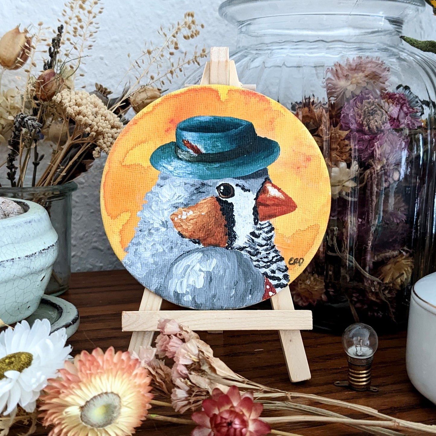 Dapper Zebra Finch - 10cm