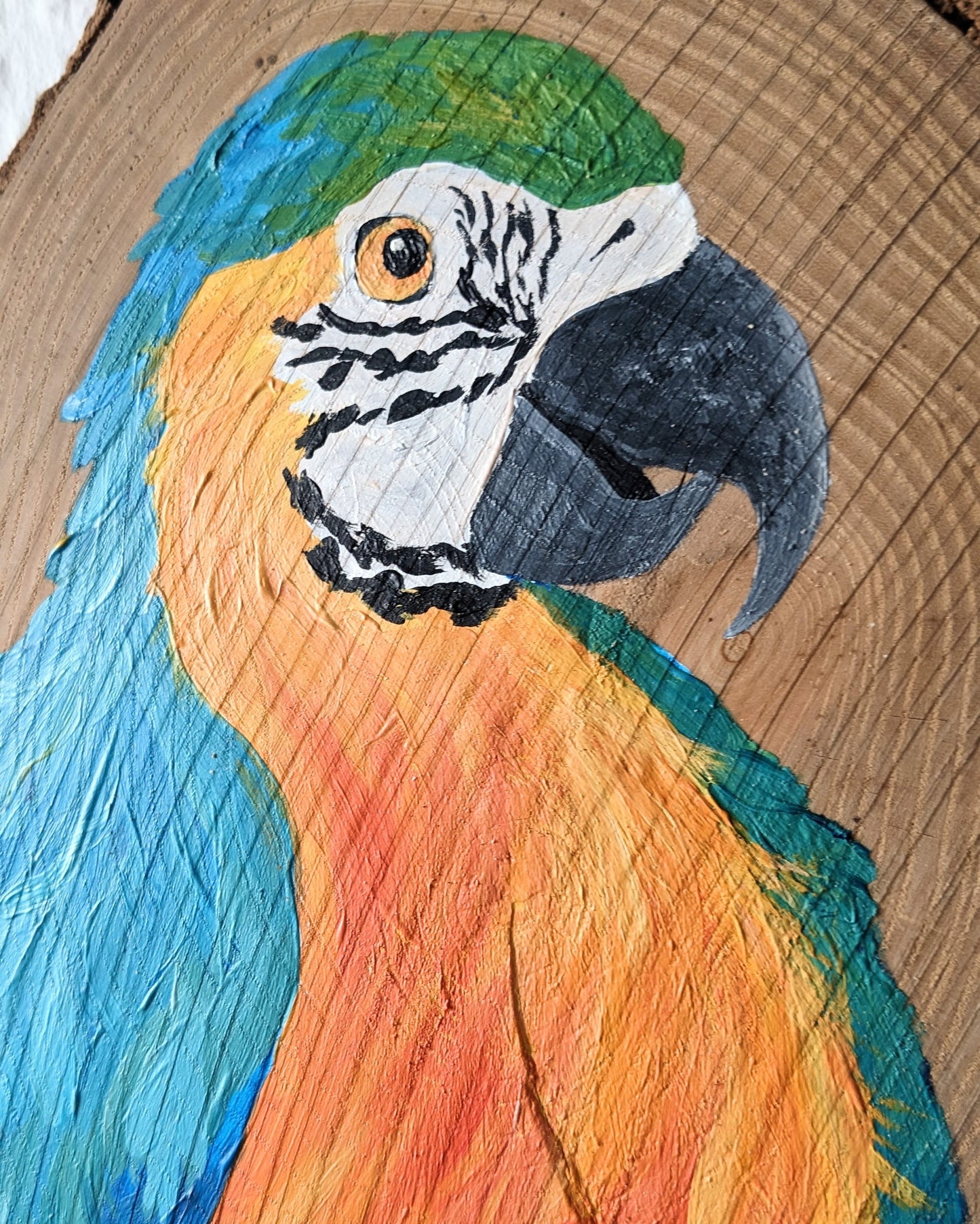 Macaw Parrot