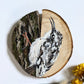 Tree Creeper