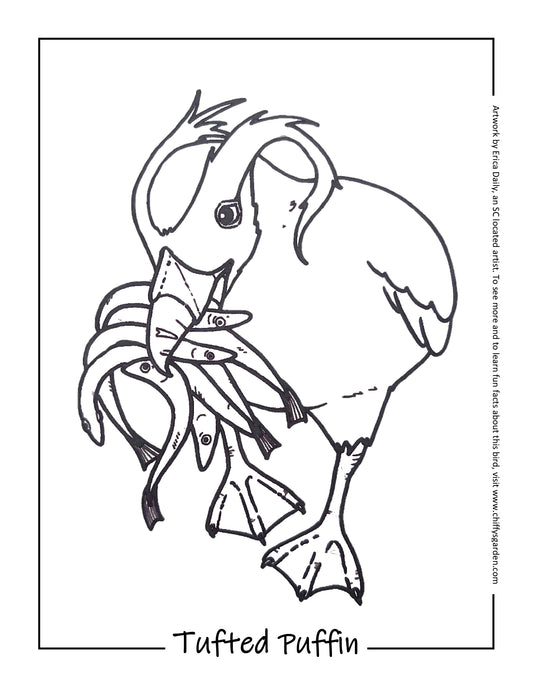 Tufted Puffin - FREE Printable Coloring Page