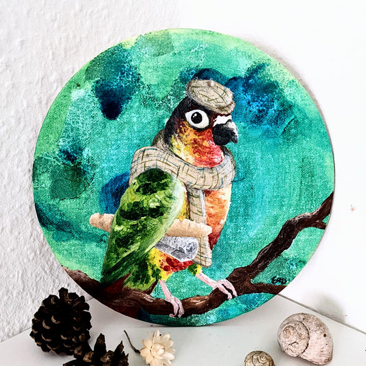 Classy Conure - 20cm